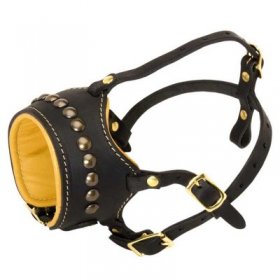 Open Nose Studded Leather Samoyed Muzzle With Nappa Padding Open Nose Studded Leather Samoyed Muzzle With Nappa Padding