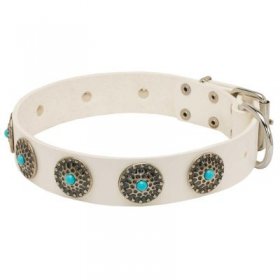 Exclusive White Leather Samoyed Collar with blue stones Exclusive White Leather Samoyed Collar with blue stones