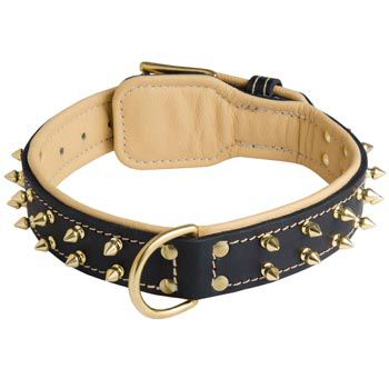 Leather Samoyed Collar Spiked Padded with Nappa Leather Adjustable 