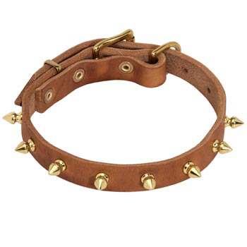 Designer Leather Collar for Samoyed