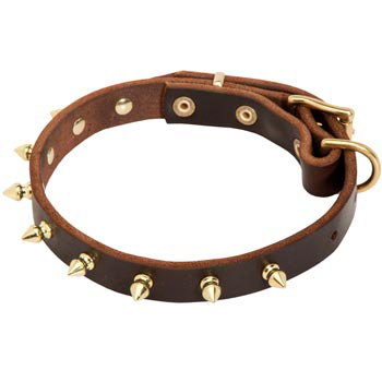 Leather Samoyed Collar with Brass Spikes