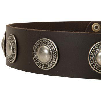 Leather Dog Collar with Conchos for   Samoyed
