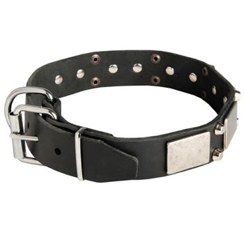 Leather Buckle Collar for Samoyed Walking