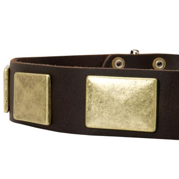 Leather Dog Collar with Massive Brass Plates for Samoyed