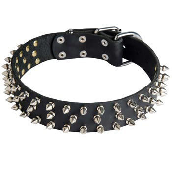 Leather Samoyed Collar with Spikes