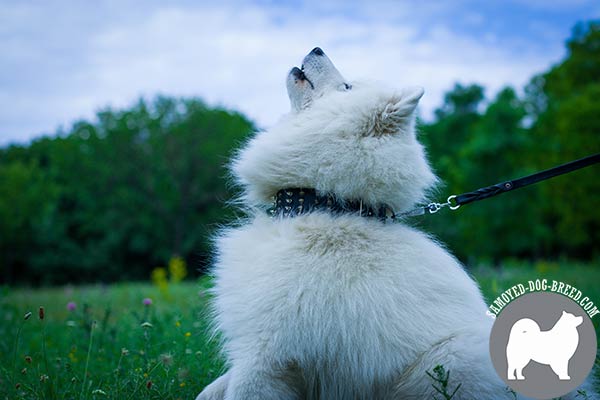 Extravagant Spiked and Studded Wide Leather Samoyed Collar for Everyday Walking