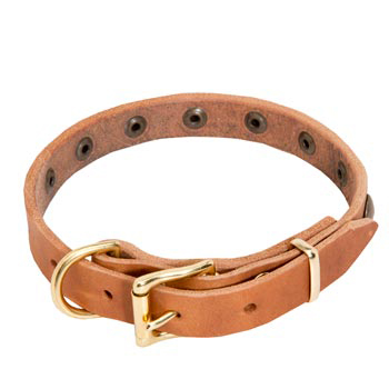 Samoyed Leather Collar with Studs