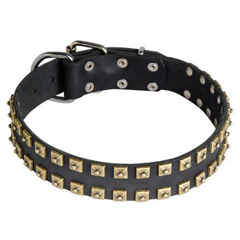 Leather Samoyed Collar with Firm Studs