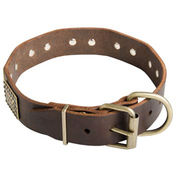 War-Style Leather Collar for Samoyed