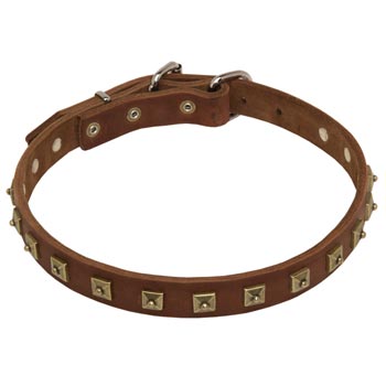 Samoyed Leather Collar For Walking And  Training in Style