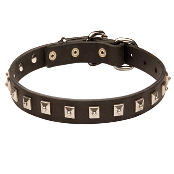 Samoyed Walking   Leather Collar with Studs