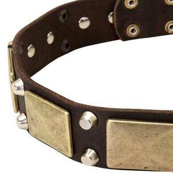 Leather Samoyed Collar with Nickel Studs