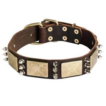 War-Style Leather Dog Collar for Samoyed