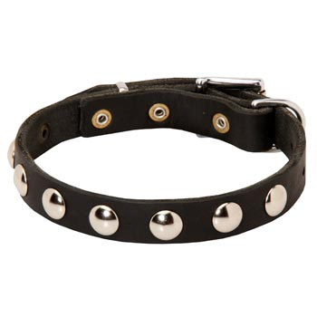 Leather Samoyed Collar Studded for Puppies