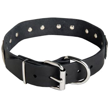 Leather Samoyed Collar with Steel Nickel Plated Buckle and D-ring