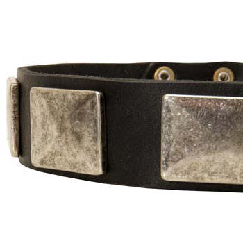 Wide Leather Samoyed Collar for Walking