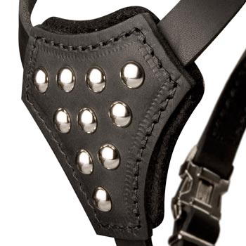 Samoyed Harness Leather with Studded  Breast Plate