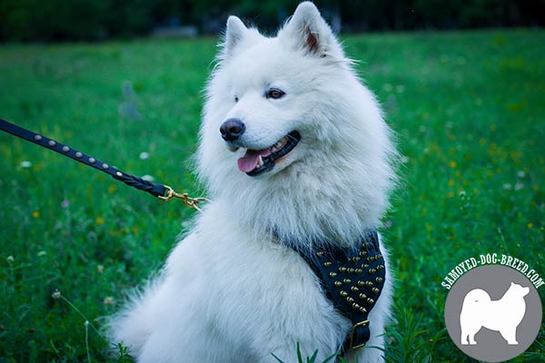 Stylish Leather Samoyed Harness with Brass Plated Spikes