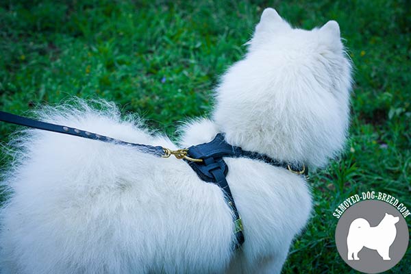 Splendid Leather Samoyed Harness with Padded Back Plate and Spikes