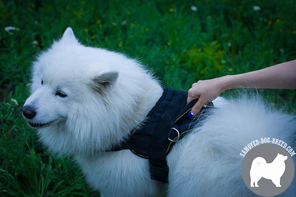 Extra Strong Nylon Samoyed Harness with Additional D-Rings