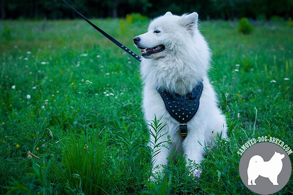 Superior Designed Walking Leather Samoyed Harness with Brass Plated Spikes