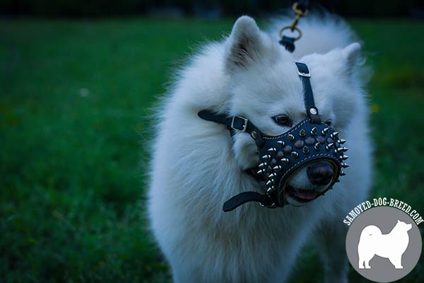 Soft Nappa Padded Leather Samoyed Muzzle Decorated with Spikes and Studs
