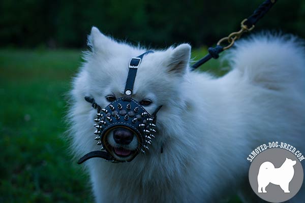 Well-Ventilated Spiked and Studded Leather Samoyed Muzzle with Open Nose Area